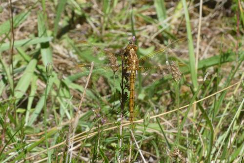 Orthetrum coerulescens